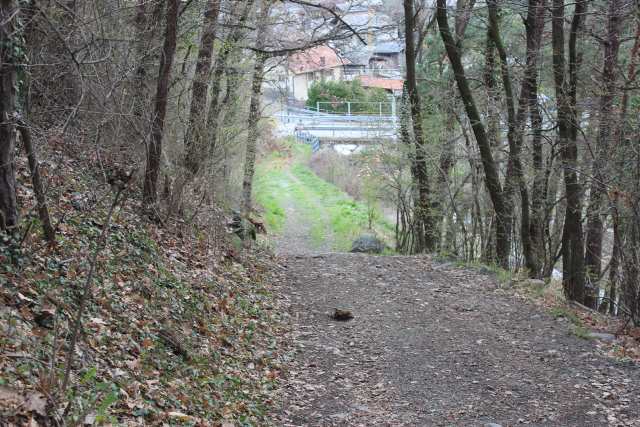 primavera in Valle d''Aosta; confronto con una rara e difficile Viola- REIMPOSTATO