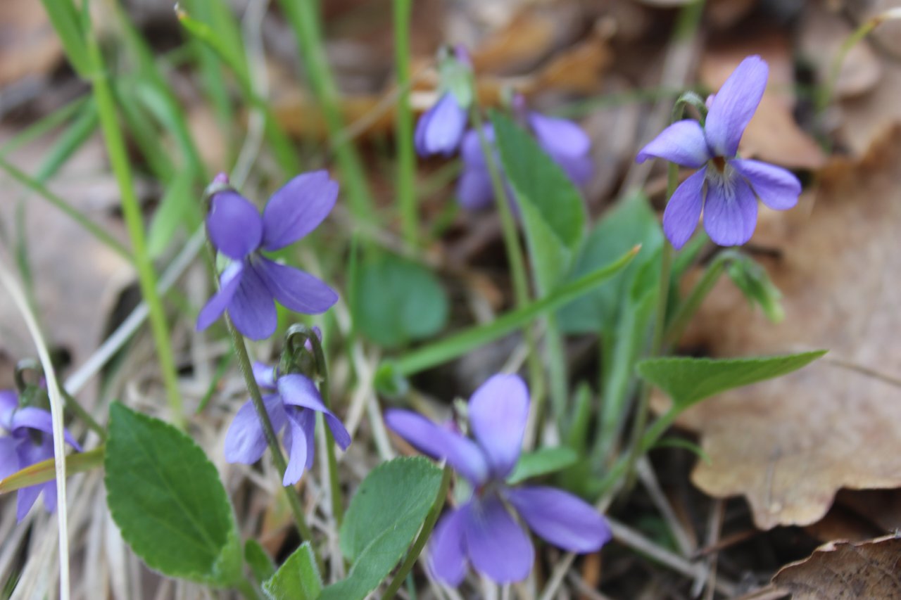 primavera in Valle d''Aosta; confronto con una rara e difficile Viola- REIMPOSTATO