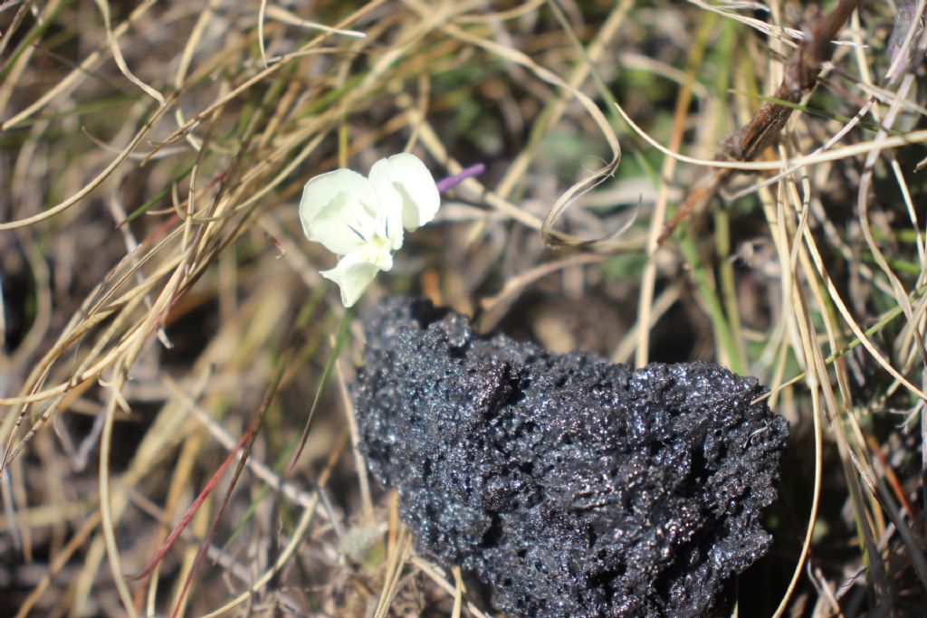 Viola assai precoce durante impegnativa passeggiata