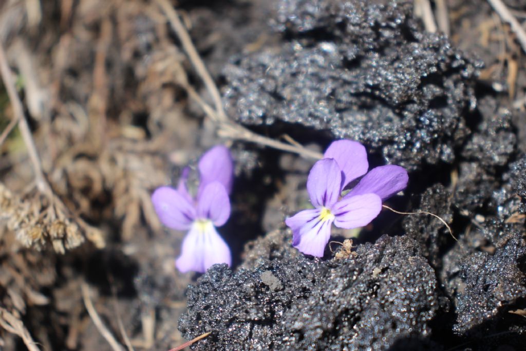 Viola assai precoce durante impegnativa passeggiata