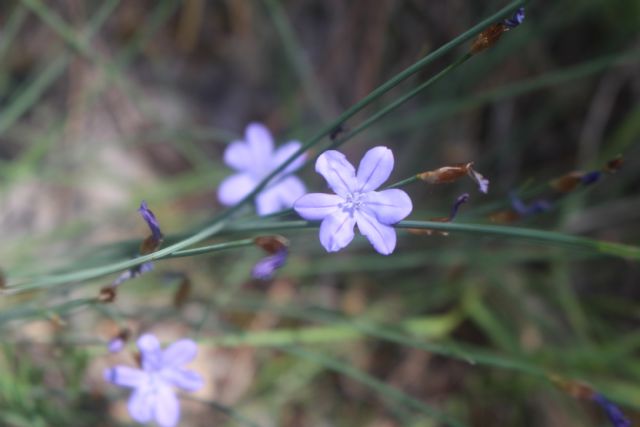 dove la bioregione mediterranea si incontra con quella alpina