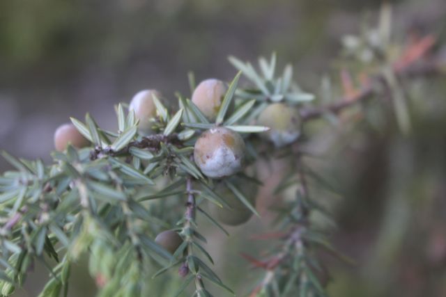 dove la bioregione mediterranea si incontra con quella alpina