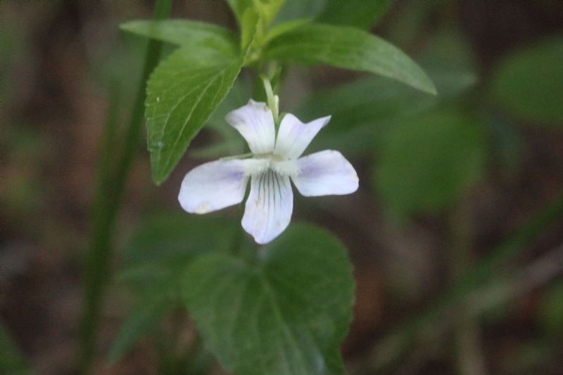 dove la bioregione mediterranea si incontra con quella alpina