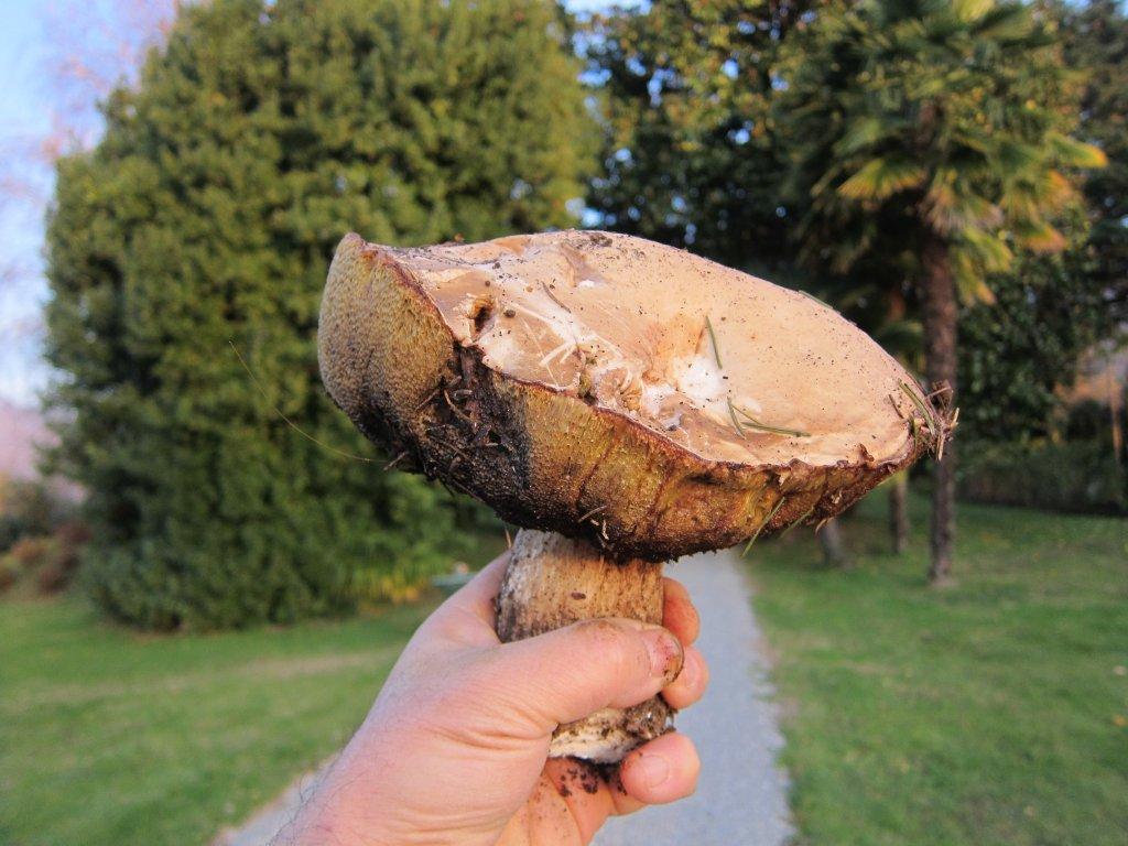 Boletus... quale ?