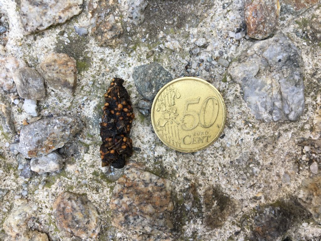 Di che animale potrebbe trattarsi?