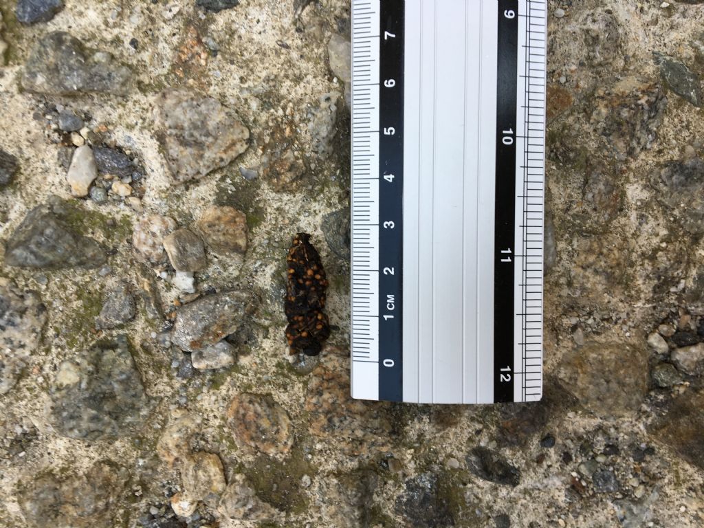 Di che animale potrebbe trattarsi?