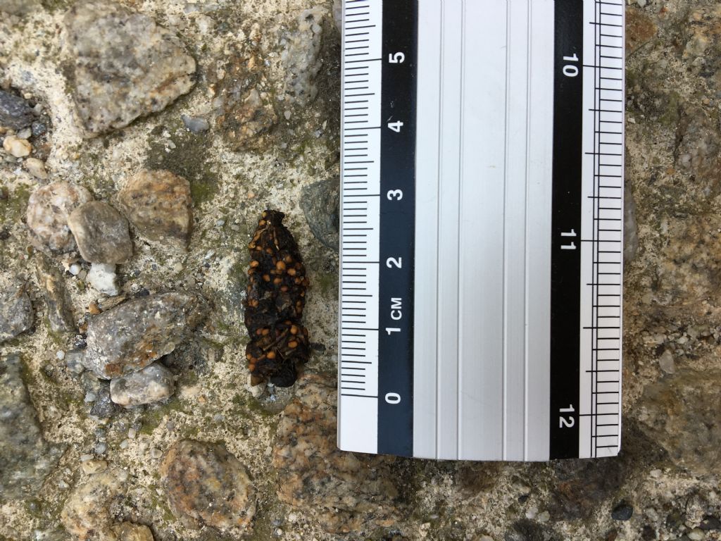 Di che animale potrebbe trattarsi?