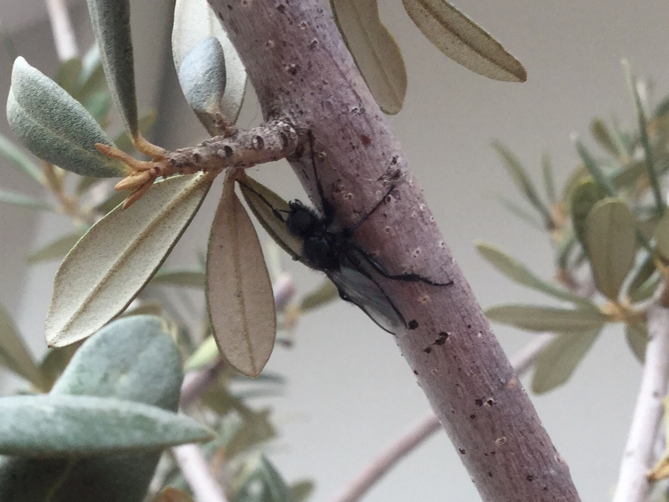 Bibionidae:  Bibio cfr. hortulanus, maschio