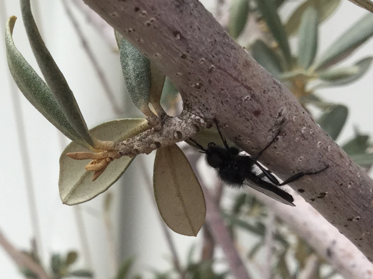 Bibionidae:  Bibio cfr. hortulanus, maschio