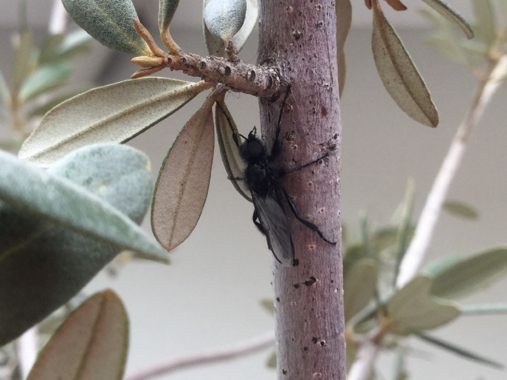 Bibionidae:  Bibio cfr. hortulanus, maschio