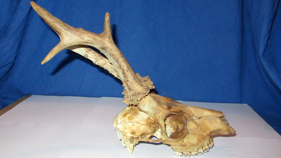 Capriolo anomalo