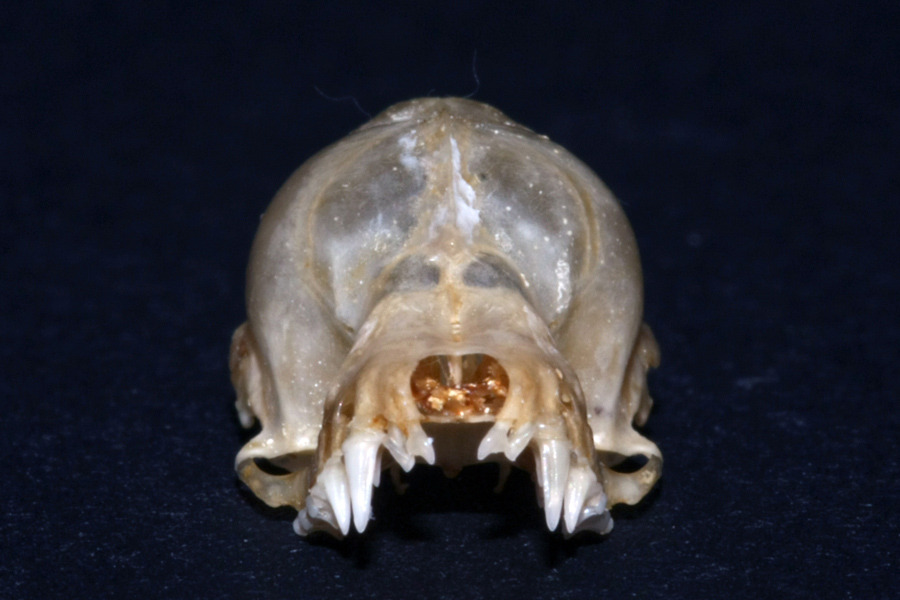 Teschio di Pipistrello - da identificare