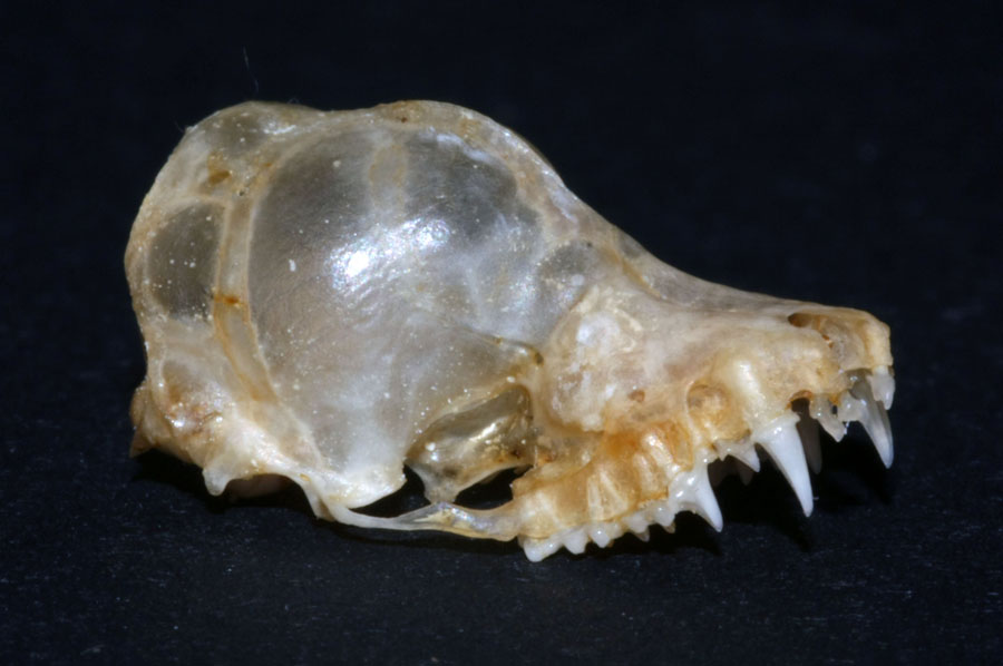 Teschio di Pipistrello - da identificare