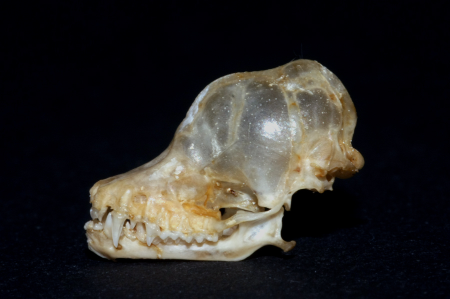 Teschio di Pipistrello - da identificare