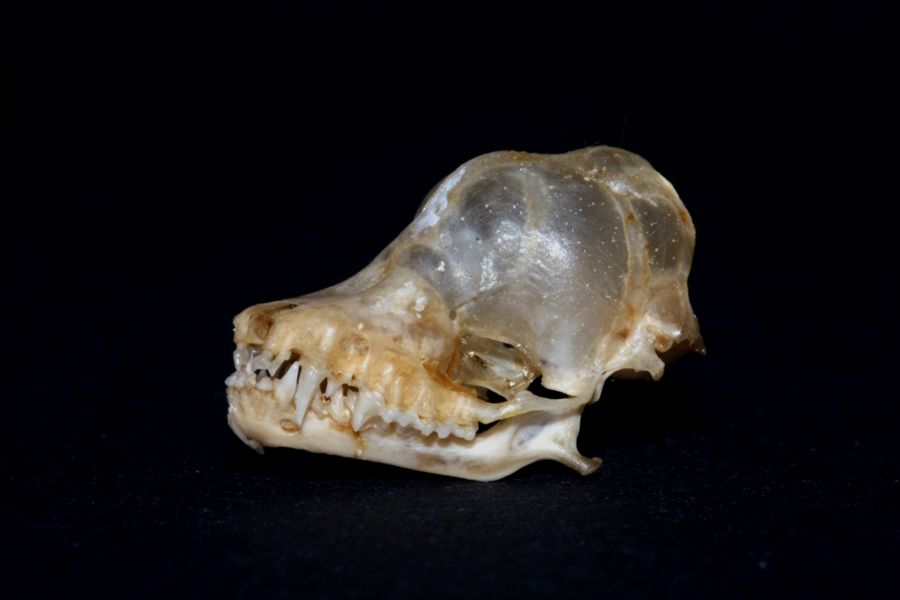 Teschio di Pipistrello - da identificare
