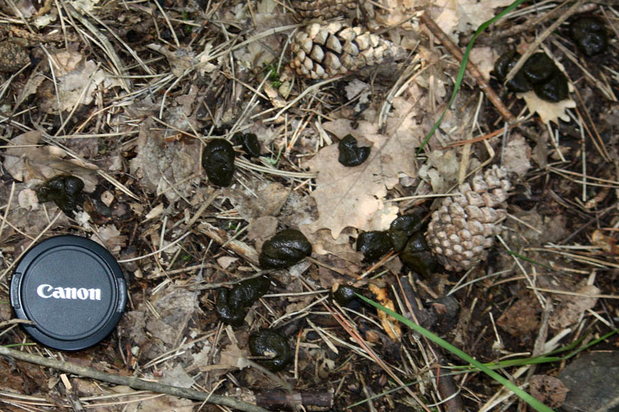 fatta da identificare