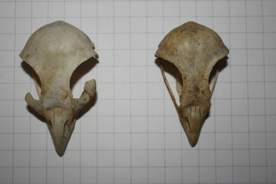 Confronto Cranio Rapaci