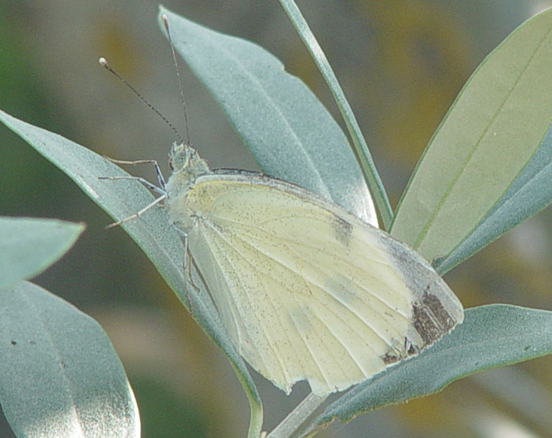 Pieris brassicae L. (Cavolaia)