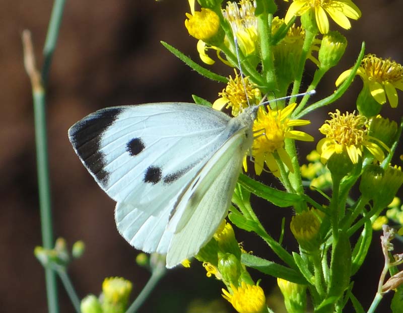 Pieris brassicae L. (Cavolaia)