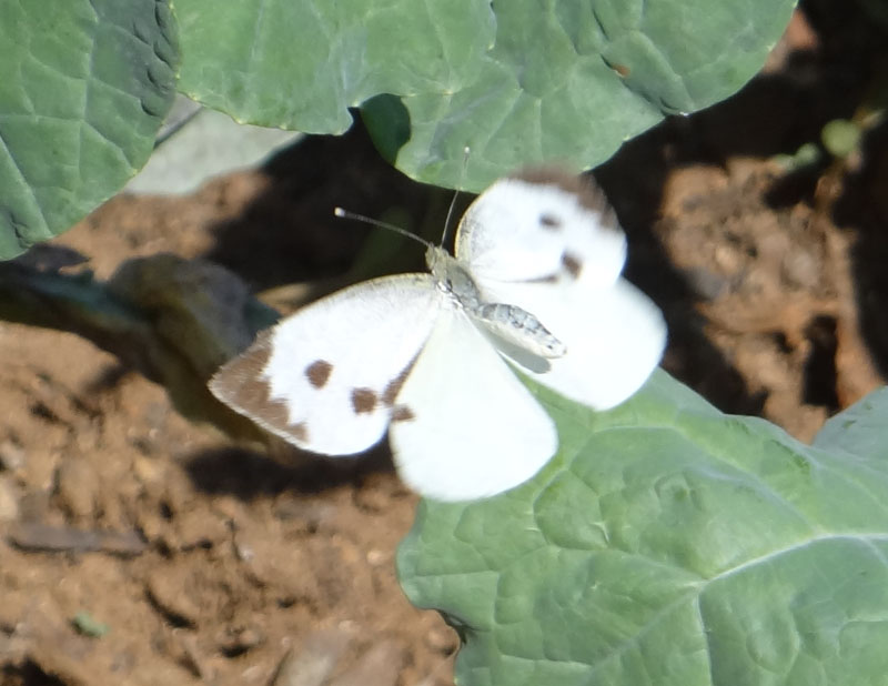 Pieris brassicae L. (Cavolaia)