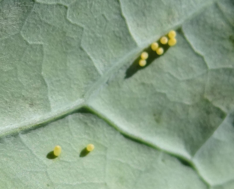 Pieris brassicae L. (Cavolaia)