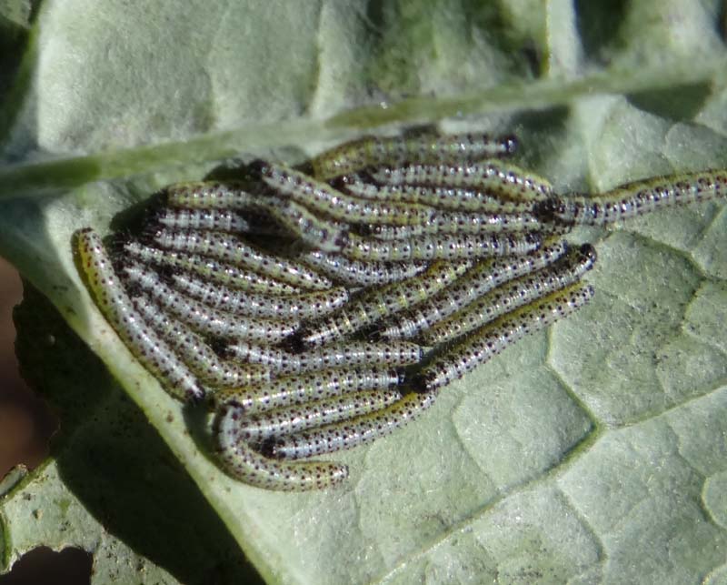 Pieris brassicae L. (Cavolaia)