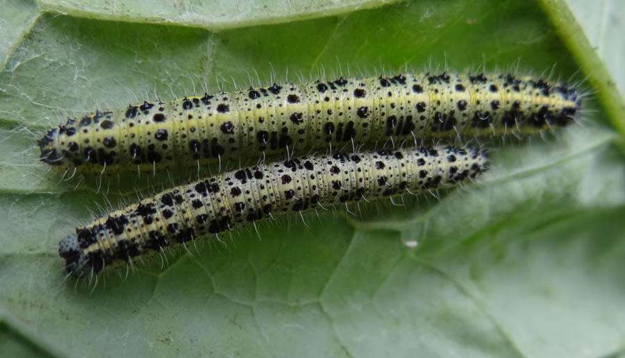 Pieris brassicae L. (Cavolaia)