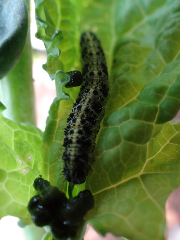 Pieris brassicae L. (Cavolaia)