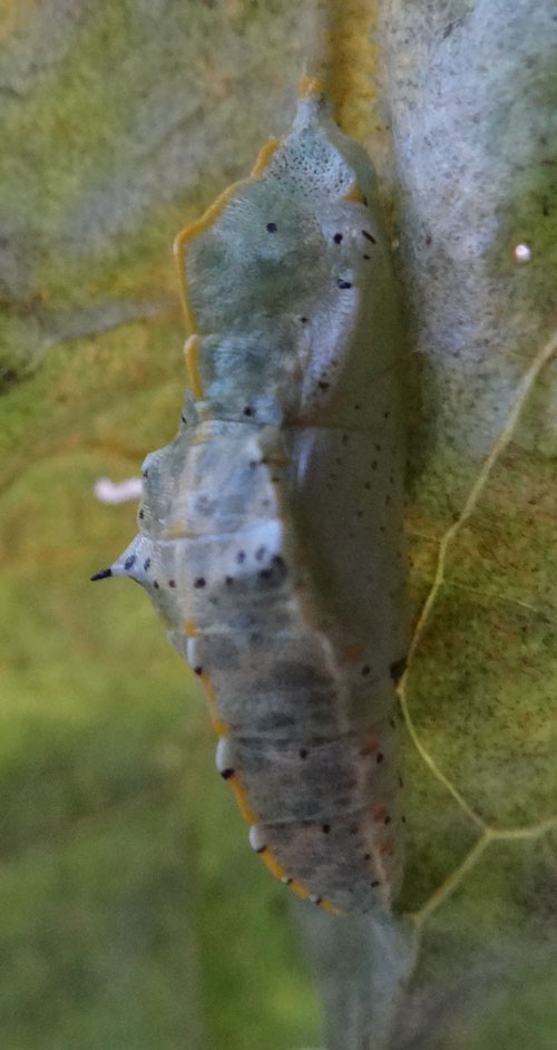 Pieris brassicae L. (Cavolaia)