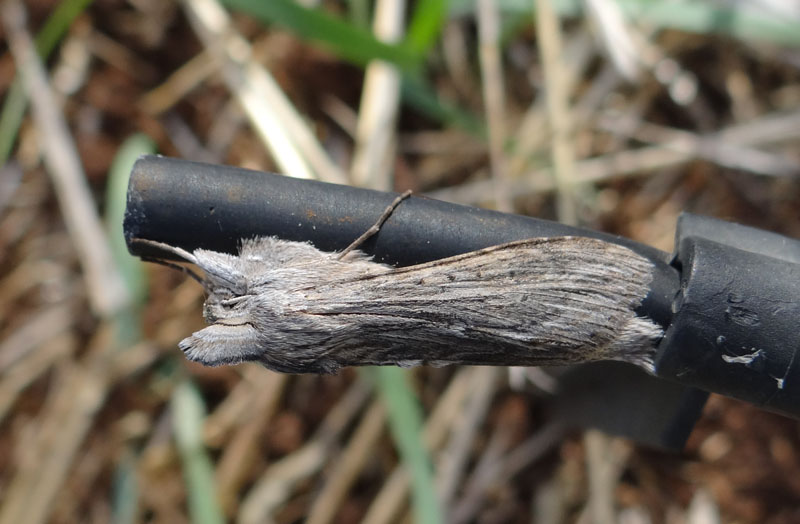 Identificazione lepidottero.