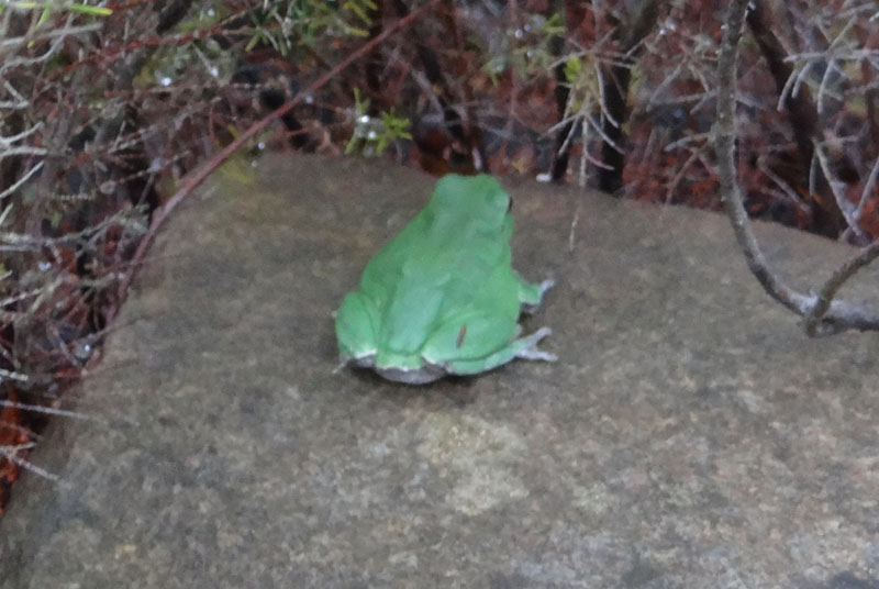 Rana da identificare. - Hyla intermedia