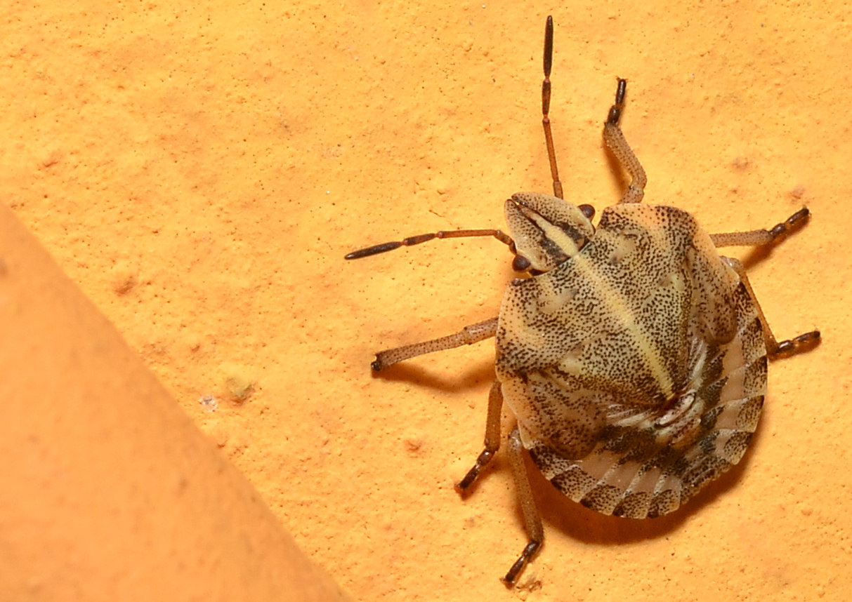 Eurygaster? No, Graphosoma sp. (ninfa)