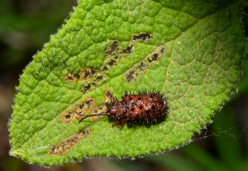 Dicladispa testacea (Chrysomelidae)