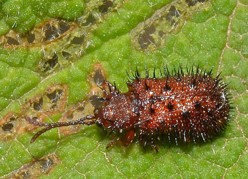 Dicladispa testacea (Chrysomelidae)