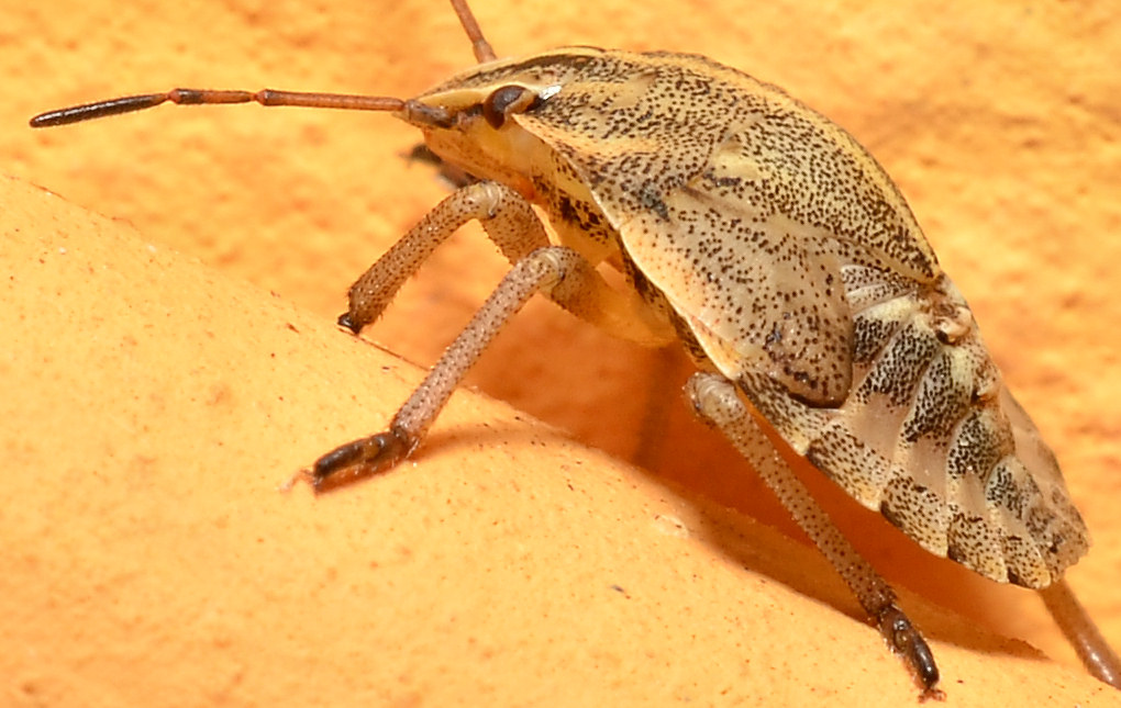 Eurygaster? No, Graphosoma sp. (ninfa)