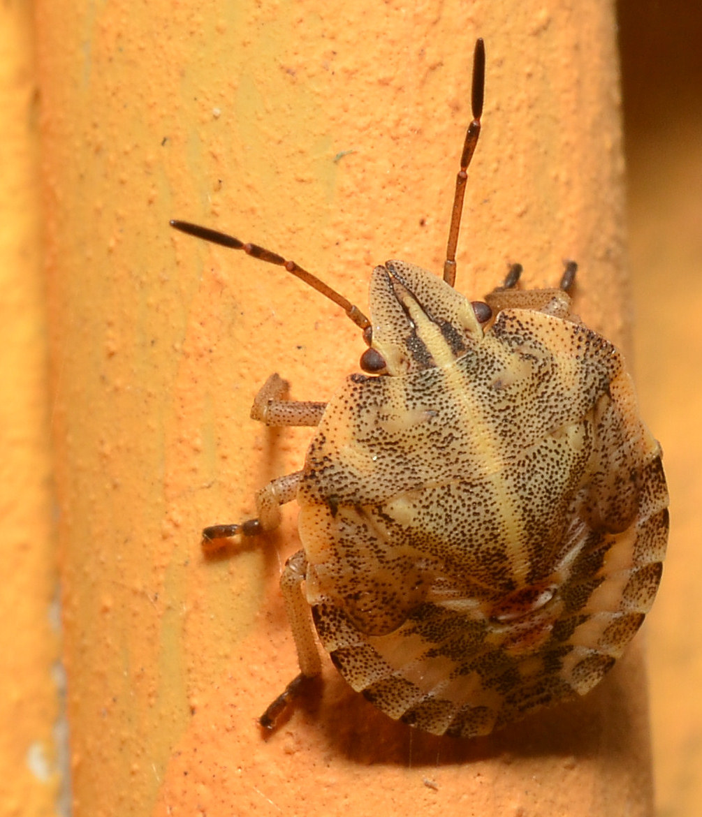 Eurygaster? No, Graphosoma sp. (ninfa)