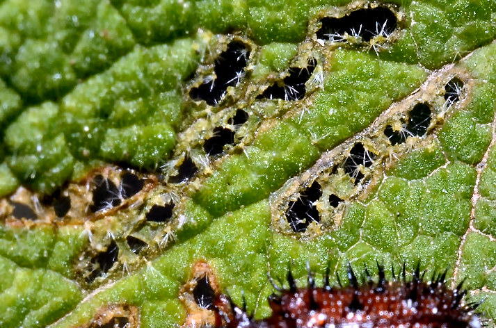 Dicladispa testacea (Chrysomelidae)