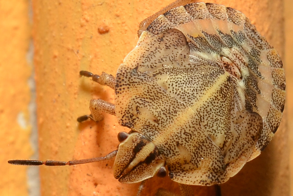 Eurygaster? No, Graphosoma sp. (ninfa)