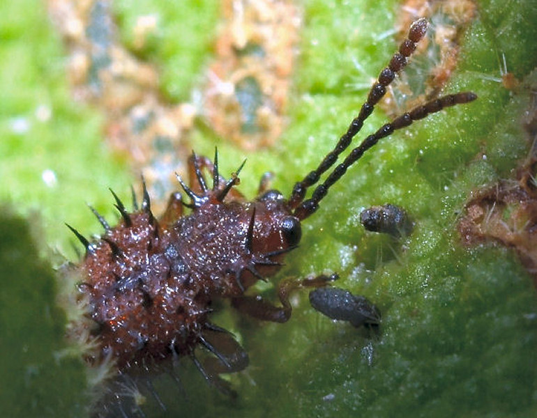 Dicladispa testacea (Chrysomelidae)