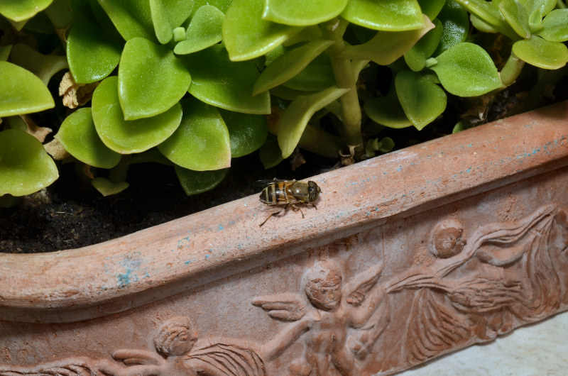 Eristalinus taeniops (f)
