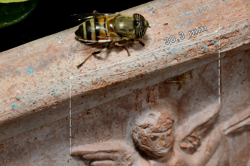 Eristalinus taeniops (f)