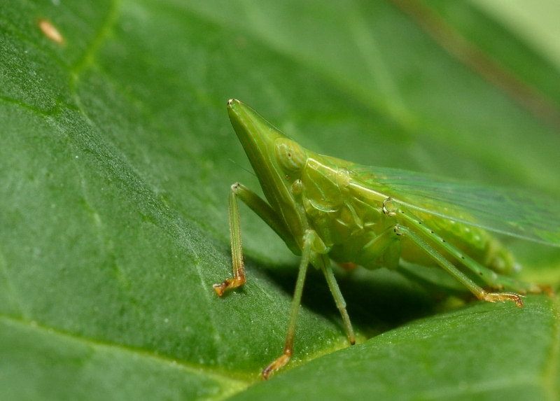 Dictyophara europaea, vero?
