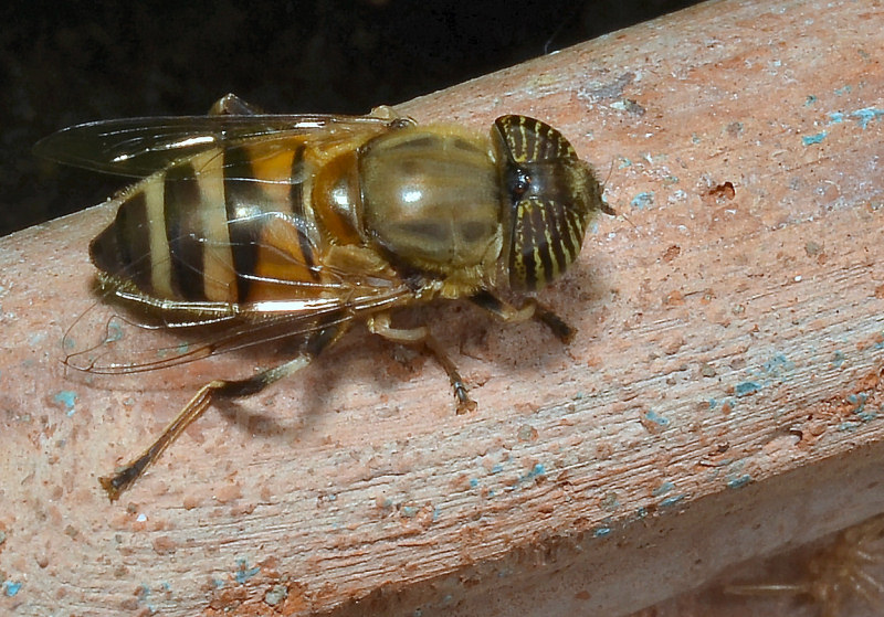 Eristalinus taeniops (f)