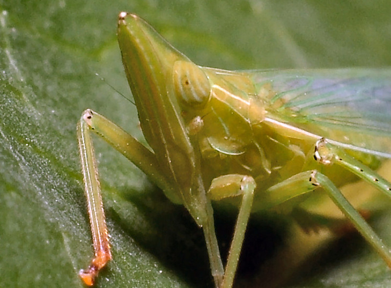 Dictyophara europaea, vero?