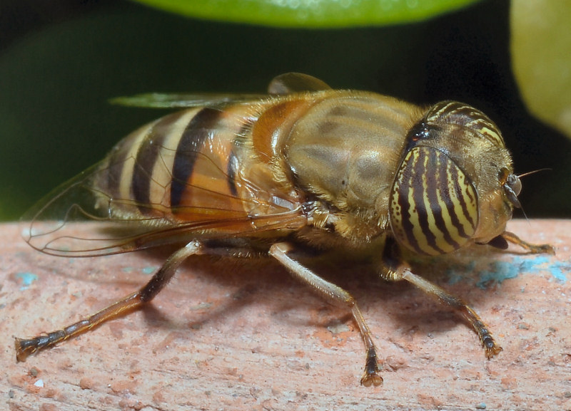 Eristalinus taeniops (f)