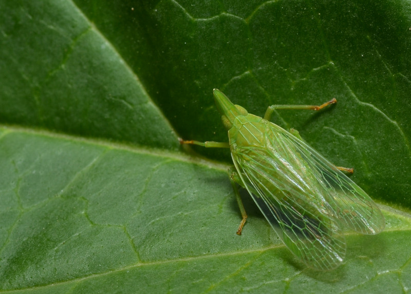Dictyophara europaea, vero?