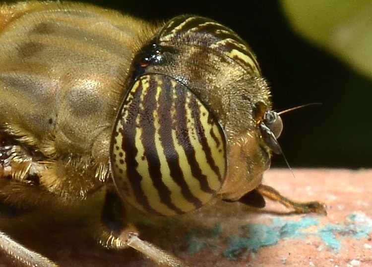 Eristalinus taeniops (f)