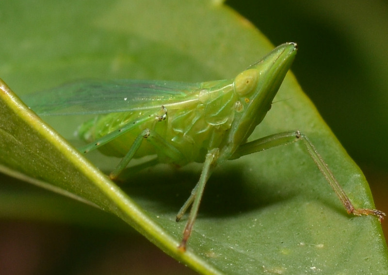 Dictyophara europaea, vero?