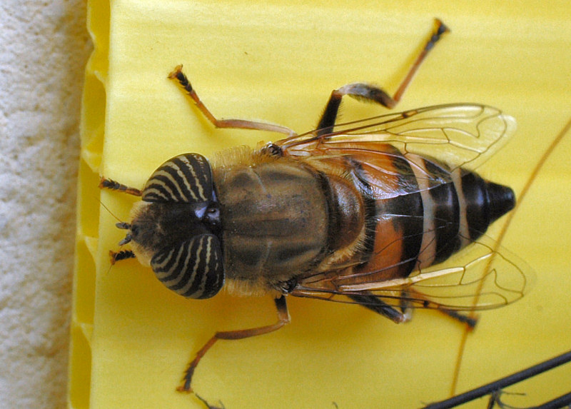 Eristalinus taeniops (f)