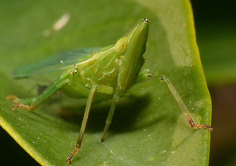 Dictyophara europaea, vero?